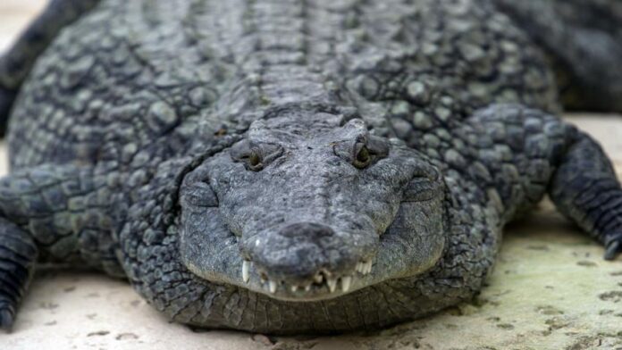 crocodile within