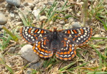 Fuel Management and Ecological Restoration go Hand in Hand at Helliwell Provincial Park