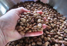 Green Wizardries; Seeds of Change