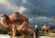 The Camels of Ellesmere Island