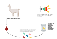 Llamas in the Lab