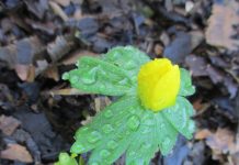 Green Wizardries: A Brave New Spring