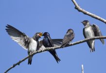 Purple Martin News