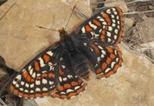 Helliwell habitat restoration and fuel management update