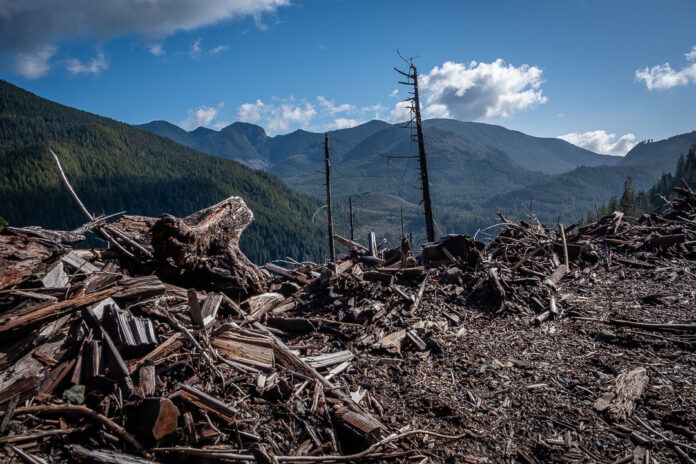 20-03-11-Port-Renfrew-Cutblocks-Field-Assessment-Mya-Van-Woudenberg-175-MyaVanWoudenberg-2622836860