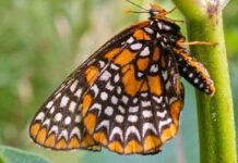 Major milestone for Taylor’s checkerspot butterflies in Helliwell