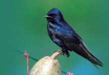 Purple Martin Colony UpdateÂ