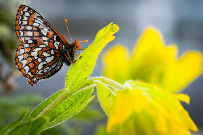 Taylor's checkerspot butterfly, Mission Creek Corrections Center