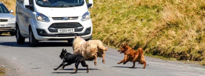 119-0-0-2309-10000-6497-1024-1601315709