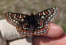 Mixing students, butterflies and flowers together in Helliwell is magical