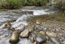 Beaufort Watershed Stewards