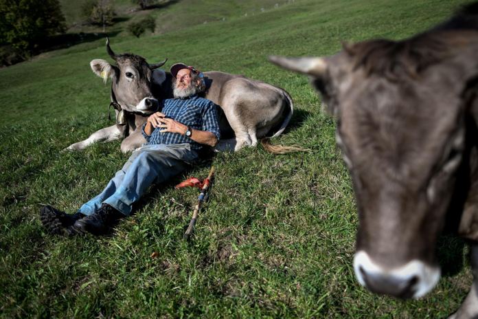 cow-cuddling-2