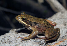 How Much is a Frog Worth?