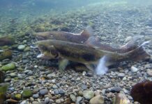 Beaufort Watershed Stewards: A Salmonid Primer