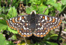Helliwell habitat work continues