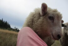 Green Wizardries: Imbolc