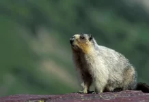 Wildlife Wednesday, (April 30th) On V.I. Marmots
