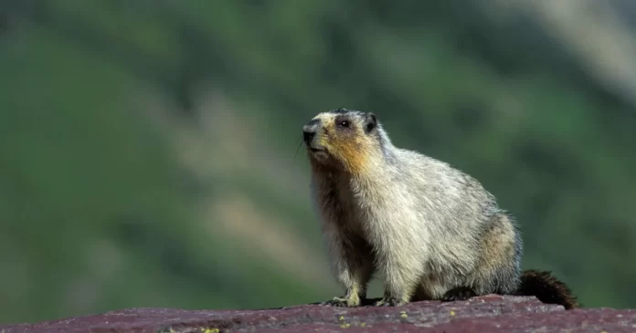 Vancouver Island Marmot