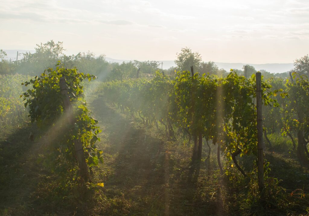 Corlan Vineyard