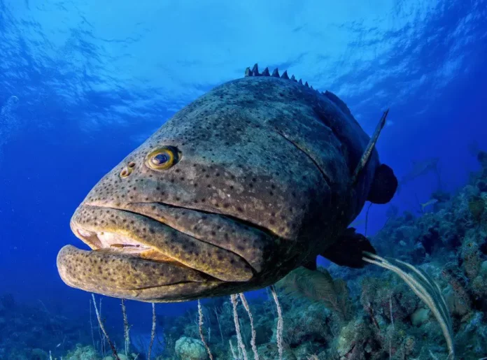 Giant Grouper
