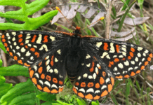 Helliwell burning benefits butterflies?