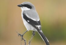 Wildlife Wednesday July 30, 2025 On Saving the Loggerhead Shrike etc.