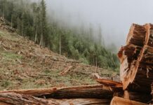 Shucking Oysters: Timber!