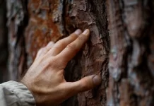 I woke up in the forest of words