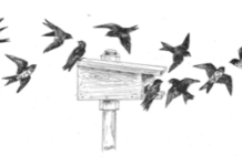 PURPLE MARTIN “Home Coming Celebration”