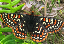 Helliwell habitat work reduces fire risk and helps butterflies