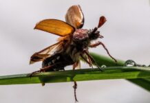 It wasn’t a moth