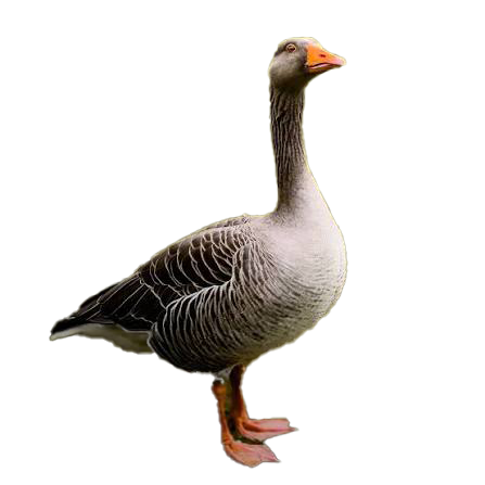 1747_Gabe image