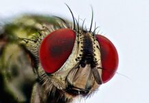 Monsieur Housefly took a breather.