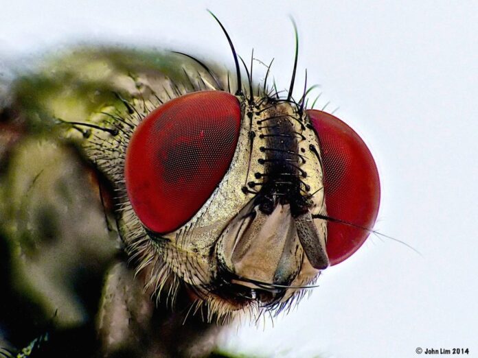 1749:Housefly image