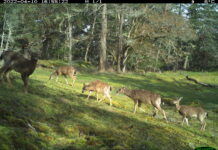 When Deer Become Too Numerous: The Hidden Ecological Crisis on B.C.’s Gulf Islands